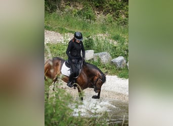 PRE Mix, Giumenta, 6 Anni, 160 cm, Baio