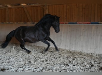PRE, Giumenta, 6 Anni, 160 cm, Morello