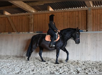 PRE, Giumenta, 6 Anni, 160 cm, Morello