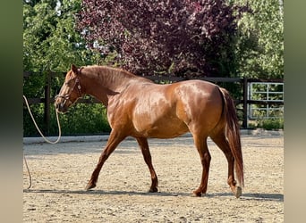 PRE Mix, Giumenta, 6 Anni, 160 cm, Sauro