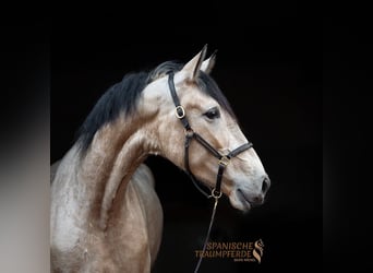 PRE, Giumenta, 6 Anni, 161 cm, Falbo