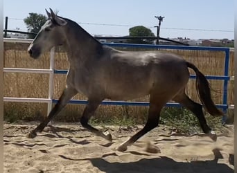 PRE, Giumenta, 6 Anni, 162 cm, Grigio