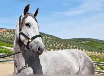 PRE, Giumenta, 6 Anni, 162 cm, Grigio