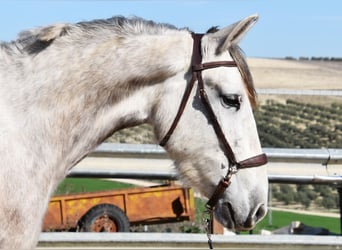 PRE, Giumenta, 6 Anni, 162 cm, Grigio