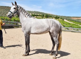 PRE, Giumenta, 6 Anni, 162 cm, Grigio
