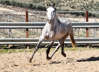 PRE, Giumenta, 6 Anni, 162 cm, Grigio