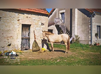PRE, Giumenta, 6 Anni, 162 cm, Pearl