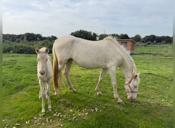 PRE, Giumenta, 6 Anni, 163 cm, Perlino