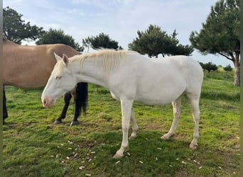 PRE, Giumenta, 6 Anni, 163 cm, Perlino