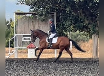 PRE Mix, Giumenta, 6 Anni, 164 cm, Baio ciliegia