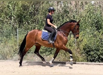 PRE Mix, Giumenta, 6 Anni, 164 cm, Baio ciliegia