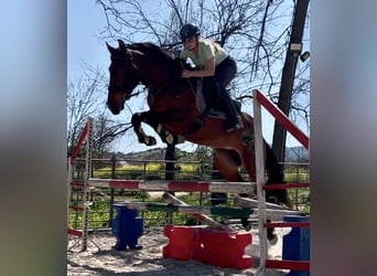 PRE Mix, Giumenta, 6 Anni, 164 cm, Baio ciliegia