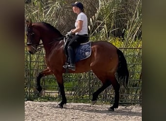 PRE Mix, Giumenta, 6 Anni, 164 cm, Baio ciliegia