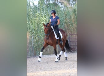 PRE Mix, Giumenta, 6 Anni, 164 cm, Baio ciliegia