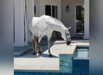 PRE, Giumenta, 6 Anni, 164 cm, Grigio