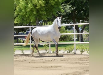 PRE, Giumenta, 6 Anni, 164 cm, Grigio