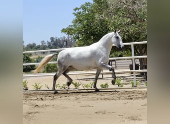 PRE, Giumenta, 6 Anni, 164 cm, Grigio