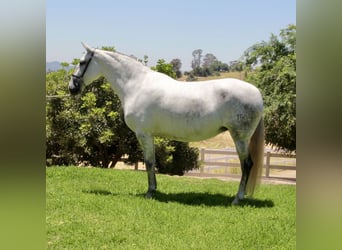 PRE, Giumenta, 6 Anni, 164 cm, Grigio