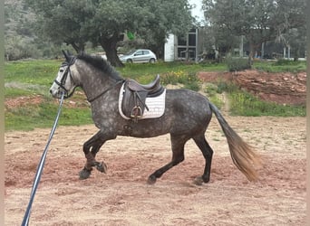 PRE Mix, Giumenta, 6 Anni, 164 cm, Grigio