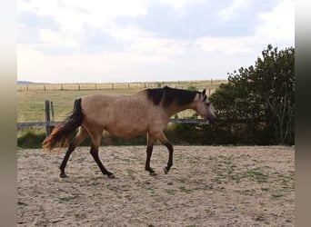 PRE, Giumenta, 6 Anni, 164 cm, Pelle di daino