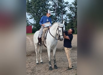 PRE, Giumenta, 6 Anni, 166 cm, Grigio