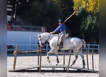 PRE, Giumenta, 6 Anni, 166 cm, Grigio