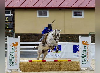 PRE, Giumenta, 6 Anni, 166 cm, Grigio