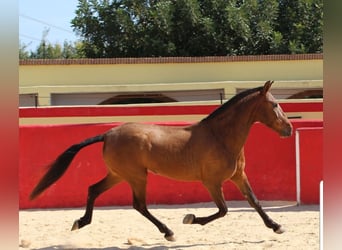 PRE, Giumenta, 7 Anni, 154 cm, Baio