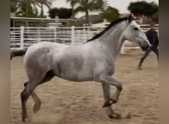 PRE Mix, Giumenta, 7 Anni, 155 cm