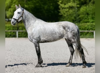 PRE Mix, Giumenta, 7 Anni, 155 cm, Grigio