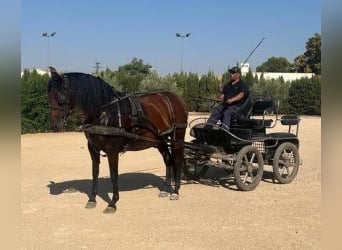 PRE Mix, Giumenta, 7 Anni, 158 cm, Baio ciliegia