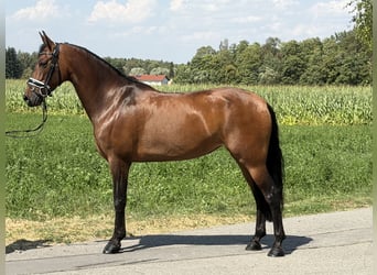 PRE, Giumenta, 7 Anni, 160 cm, Baio