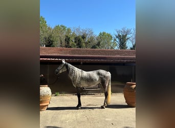 PRE, Giumenta, 7 Anni, 160 cm, Grigio