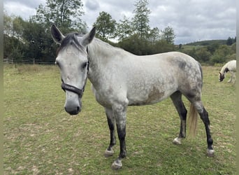 PRE, Giumenta, 7 Anni, 160 cm, Grigio pezzato
