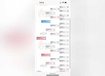 PRE Mix, Giumenta, 7 Anni, 161 cm, Baio scuro