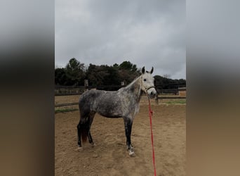 PRE Mix, Giumenta, 7 Anni, 162 cm, Grigio