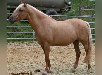 PRE Mix, Giumenta, 7 Anni, 162 cm, Perlino