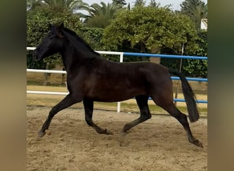 PRE Mix, Giumenta, 7 Anni, 163 cm, Morello
