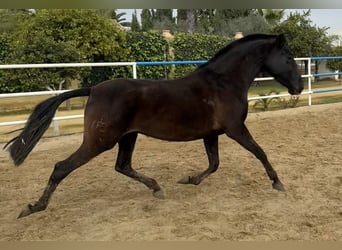 PRE Mix, Giumenta, 7 Anni, 163 cm, Morello