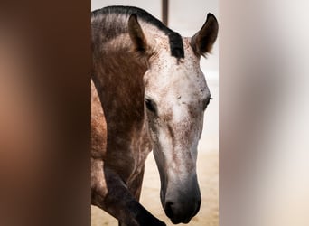 PRE Mix, Giumenta, 7 Anni, 164 cm, Grigio rossastro