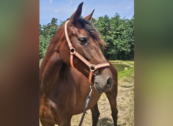 PRE Mix, Giumenta, 7 Anni, 169 cm, Baio