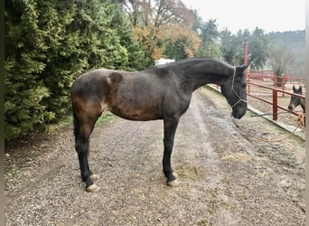 PRE Mix, Giumenta, 7 Anni, 170 cm, Morello