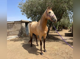 PRE, Giumenta, 7 Anni, Falbo