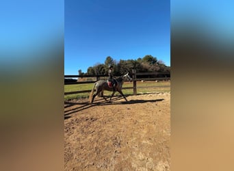 PRE Mix, Giumenta, 8 Anni, 160 cm, Grigio