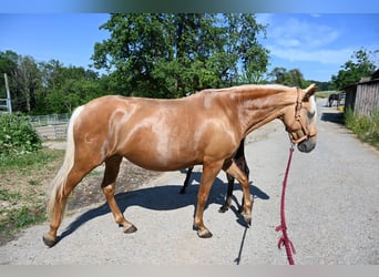 PRE Mix, Giumenta, 8 Anni, 162 cm, Perlino
