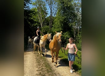 PRE Mix, Giumenta, 8 Anni, 162 cm, Perlino