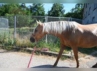 PRE Mix, Giumenta, 8 Anni, 162 cm, Perlino