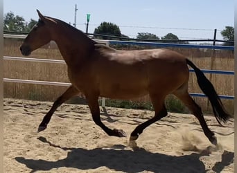 PRE, Giumenta, 8 Anni, 165 cm, Baio ciliegia