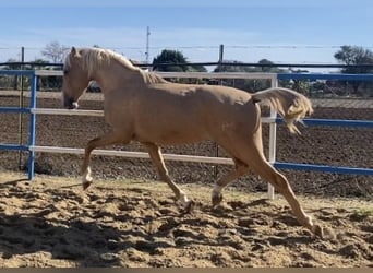 PRE, Giumenta, 8 Anni, 165 cm, Baio ciliegia