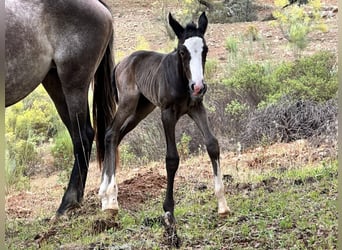 PRE Mix, Giumenta, 8 Anni, 165 cm, Morello